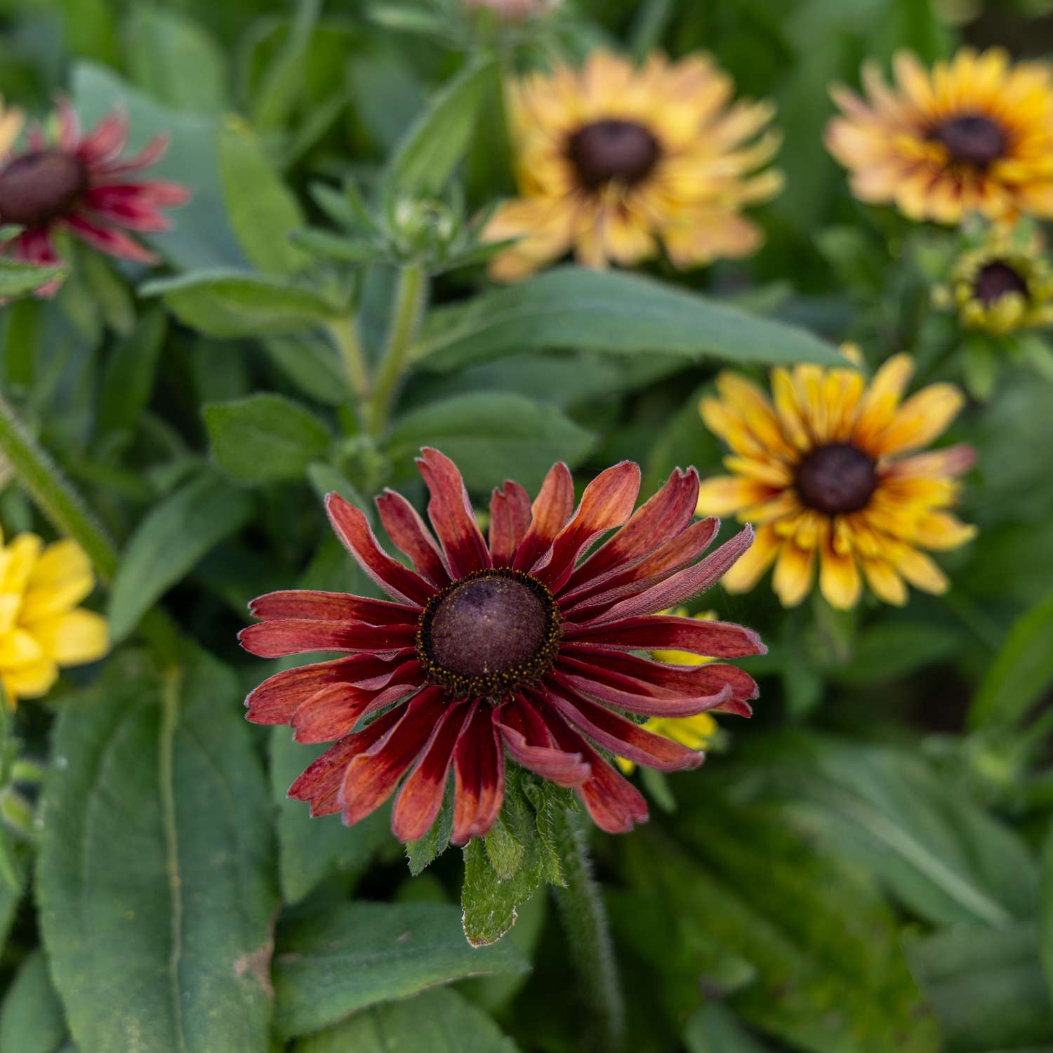 Rudbeckia 'Hirta Sahara' (graines)